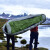 アンデス（andesmountain）パイナップルの羽毛+綿の寝袋成人屋外旅行冬の保温キャンプマッコミ型寝袋オリーブグリーン-450 g